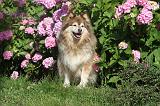 CHIEN FINNOIS DE LAPONIE 090